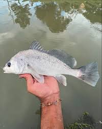 Image result for Aplodinotus grunniens