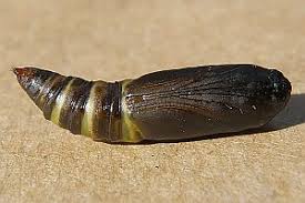 Attēlu rezultāti vaicājumam “Laspeyria flexula”