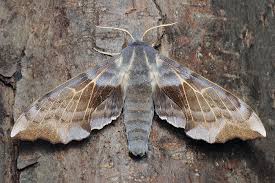 Attēlu rezultāti vaicājumam “Laothoe amurensis”