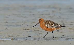 Attēlu rezultāti vaicājumam “Limosa lapponica”