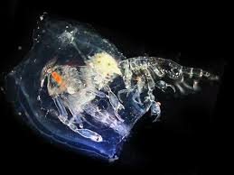 Attēlu rezultāti vaicājumam “Phronia sp.”