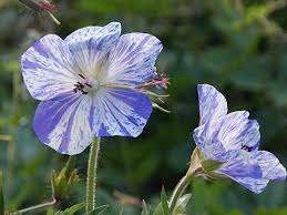 Image result for Geranium pratense