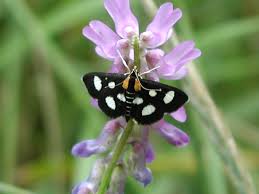 Attēlu rezultāti vaicājumam “Anania funebris”