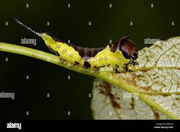 Attēlu rezultāti vaicājumam “Cerura vinula larva”