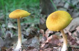 Attēlu rezultāti vaicājumam “Pluteus leoninus”