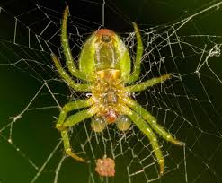 Attēlu rezultāti vaicājumam “Araniella male”