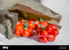 Afbeeldingsresultaat voor voyage tomato