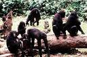 Bonobo Society