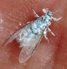 Attēlu rezultāti vaicājumam “Prociphilus xylostei”