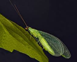 Attēlu rezultāti vaicājumam “Neuroptera”