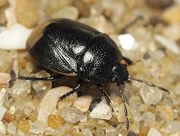 Attēlu rezultāti vaicājumam “Cydnidae”