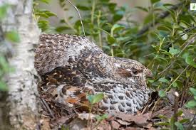 Attēlu rezultāti vaicājumam “Tetrastes bonasia eggs”