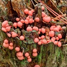 Attēlu rezultāti vaicājumam “Lycogala confusum spores”