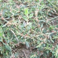 Attēlu rezultāti vaicājumam “Polygonum arenastrum”