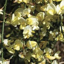 Image result for Cytisus scoparius