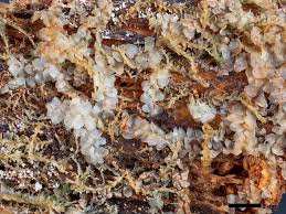 Attēlu rezultāti vaicājumam “Calypogeia suecica”