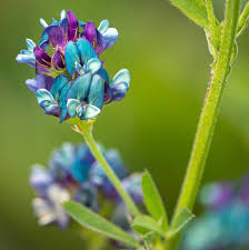 Attēlu rezultāti vaicājumam “Medicago x varia  flower”