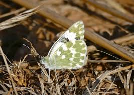 Attēlu rezultāti vaicājumam “Pontia edusa upperside”