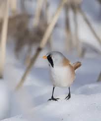 Attēlu rezultāti vaicājumam “Panurus biarmicus male”