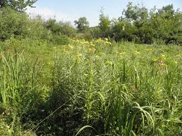 Attēlu rezultāti vaicājumam “Jacobaea paludosa”