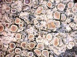 Attēlu rezultāti vaicājumam “Lecanora conizaeoides”