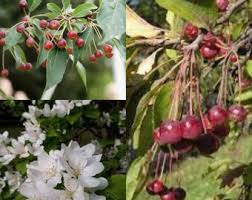 Attēlu rezultāti vaicājumam “Malus mandshurica”