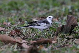 Attēlu rezultāti vaicājumam “Motacilla alba adult”