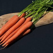 Attēlu rezultāti vaicājumam “Daucus sativus”