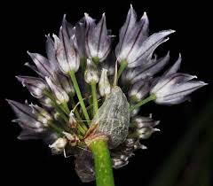 Attēlu rezultāti vaicājumam “Allium schoenoprasum bud”