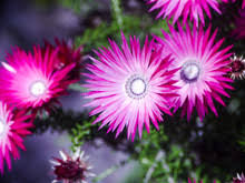 Image result for Mesembryanthemum criniflorum