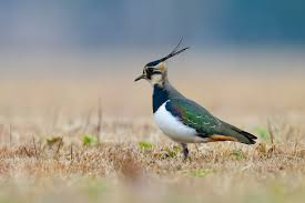 Attēlu rezultāti vaicājumam “Vanellus vanellus”