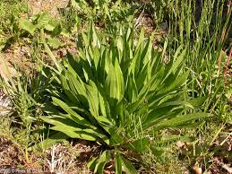 Attēlu rezultāti vaicājumam “Plantago lanceolata leaf”