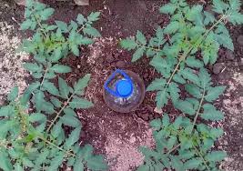 Image result for Баклажки