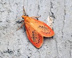 Attēlu rezultāti vaicājumam “Miltochrista miniata”