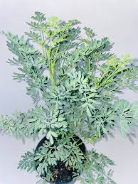 Image result for Ruta graveolens