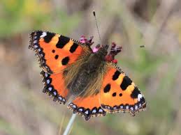 Attēlu rezultāti vaicājumam “Aglais urticae upperside”