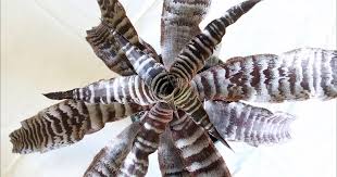 Attēlu rezultāti vaicājumam “Arcyria helvetica stalked”