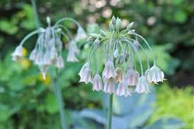 Attēlu rezultāti vaicājumam “Rosa glauca flower”