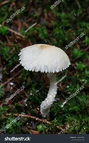 Attēlu rezultāti vaicājumam “Lepiota clypeolaria”