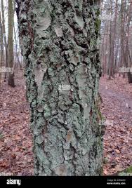 Attēlu rezultāti vaicājumam “Lepraria incana”