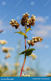 Attēlu rezultāti vaicājumam “Fagopyrum esculentum fruit”