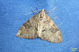 Attēlu rezultāti vaicājumam “Thera variata”