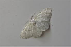 Attēlu rezultāti vaicājumam “Cabera exanthemata male”