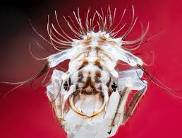 Attēlu rezultāti vaicājumam “Macrosteles sp. imago”