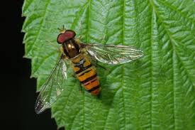 Attēlu rezultāti vaicājumam “Episyrphus balteatus”