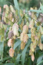 Attēlu rezultāti vaicājumam “Polygonum amphibium leaf”