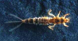 Attēlu rezultāti vaicājumam “Ephemera sp.”