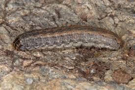 Attēlu rezultāti vaicājumam “Euxoa nigricans”