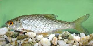 Image result for Rutilus caspicus