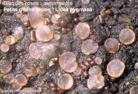 Attēlu rezultāti vaicājumam “Licea pygmaea macro”